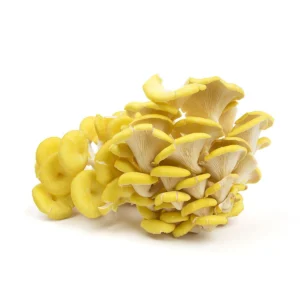 oyster-yellow-mushroom